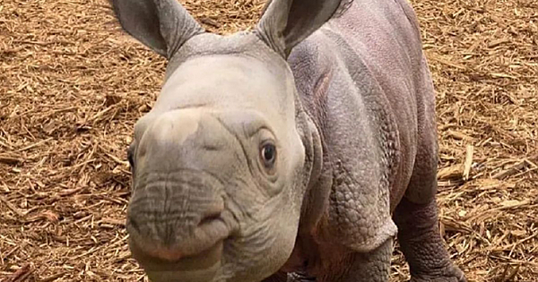 An Adorable Indian Rhino Calf, Who Is Classified As An Endangered Species, Was Born At The Oklahoma City Zoo