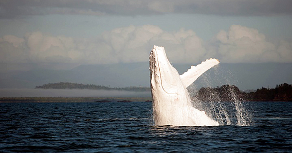 An Up-Close Encounter With Migaloo – The Only White Humpback Whale In The World