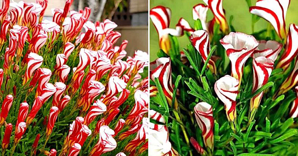 'Candy Cane Oxalis' Bring Holiday Cheer To Your Summer Garden