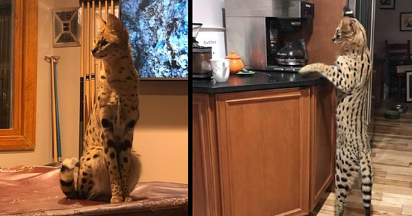 Days After Escaping From His House, Exotic Pet Cat Is Reunited With Owners