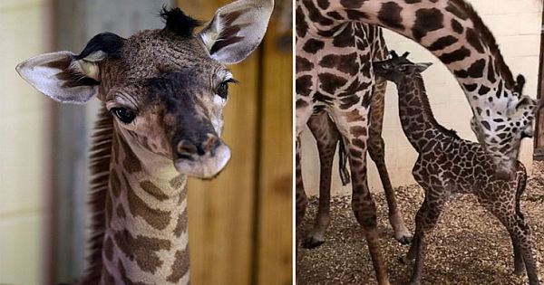 Disney's Animal Kingdom Welcomes A New Baby Girl Masai Giraffe As New Series Arrived On Disney