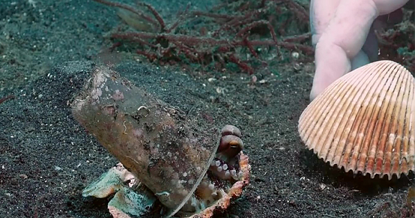 Diver Convinces Baby Octopus To Leave Plastic Cup Home In Exchange For A Shell (Video)