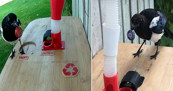 Guy Built A Bird Feeder That Accepts Bottle Caps For Food, And These Wild Magpies Love It