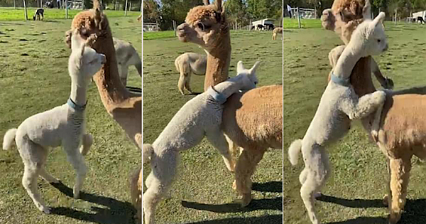 Heartwarming Moment: Baby Alpaca Runs Over And Hugs Its Mother (Video)