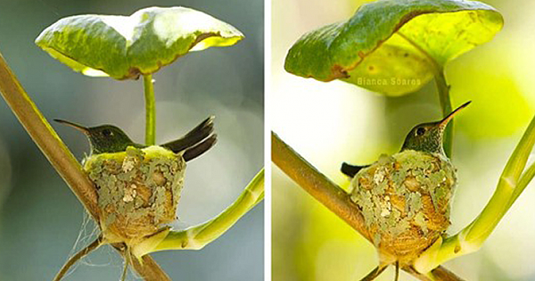 Hummingbird Builds A Nest With A Tiny Roof Overhead