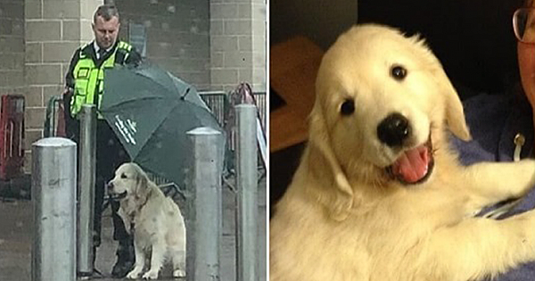Kind Security Guard For A Morrisons Store Goes Viral For Shielding A Waiting Dog From The Rain With His Umbrella