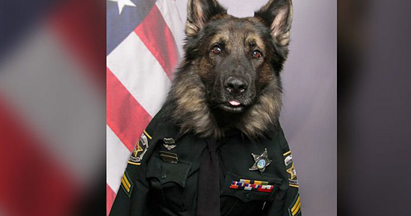Meet Chico, A Handsome Police Dog In Full Uniform For His K9 Official Badge Photo