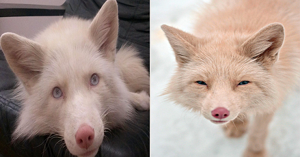 Meet Pink Champagne Fox Miko
