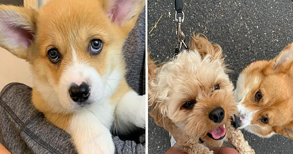 Meet Wallace, The Corgi With A Heart-Shaped Nose Who Loves To Hug All The Dogs He Meets