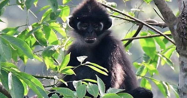 Newly Discovered Monkey Species Are Critically Endangered