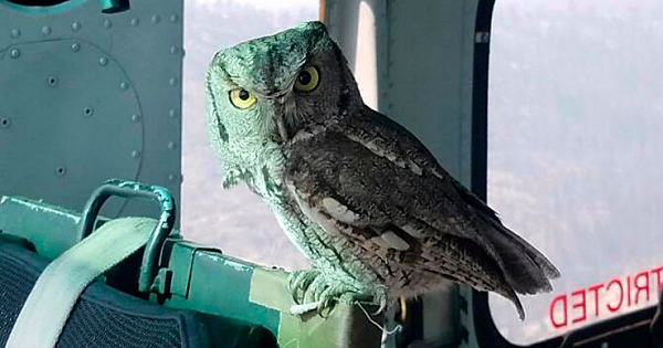 Owl Casually Flies Into Helicopter That's In Flight Over Californian Wildfires