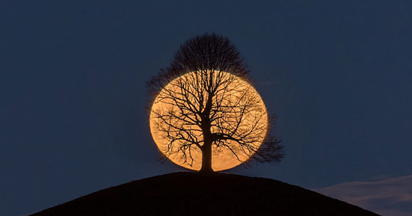 Photographer Of The Viral Photo Of A Full Moon Behind A Tree Shares The Story Of It