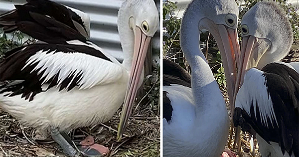 Rescue Pelican Shows His Excitement After Seeing An Egg Hatch After 6 Years Of Waiting
