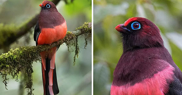 The Beautiful Maroon Bird Of Southeast Asia — Ward's Trogon