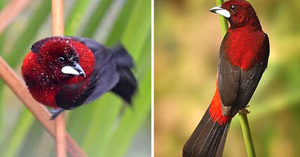 The Crimson-Backed Tanager Is A Spectacular Red Bird With A Striking Silver Beak