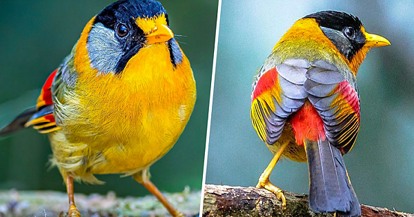 The Silver-Eared Mesia Is A Beautiful Mix Of Autumnal Colors