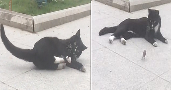 The True-life Tom and Jerry: Mouse Runs As much As A Cat 'For Cuddles' After Being Chased Round