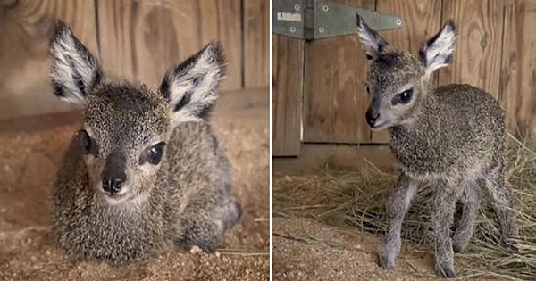 This Newly Born Baby Antelope Will Make Your Day! It's So Adorable