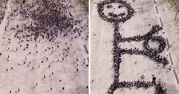 This Person Forces Birds To Gather In Specific Locations To Create An Image By Simply Feeding Them