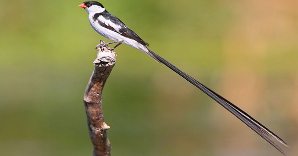 This Striking African Bird Is Showing Up In California Yards. And That's A Problem