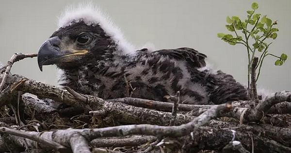 UK's Largest Bird Of Prey Returns To England For First Time In 240 Years