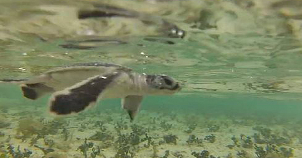 Watch 150 Baby Sea Turtles Scramble Into The Ocean