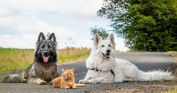 "We Saved A Kitten, The Dog Helped Us To Raise Him, And Now The Cat Thinks He's A Dog, And It's Just Adorable"