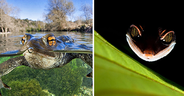 Winners Of The Close-Up Photographer Of The Year Awards Give Their Unique Perspective On the World