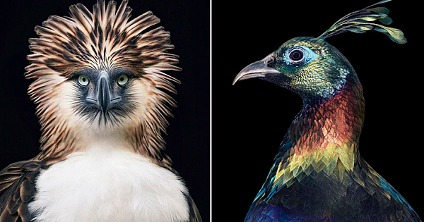 11 Rare And Endangered Birds That Look Simply Stunning