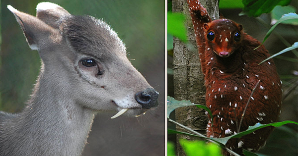 12 Photos Of Strange Animals You Probably Didn't Know Exist