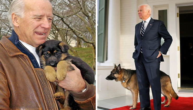 Joe Biden's Dogs Have Twitter And Instagram Accounts And The Content Is