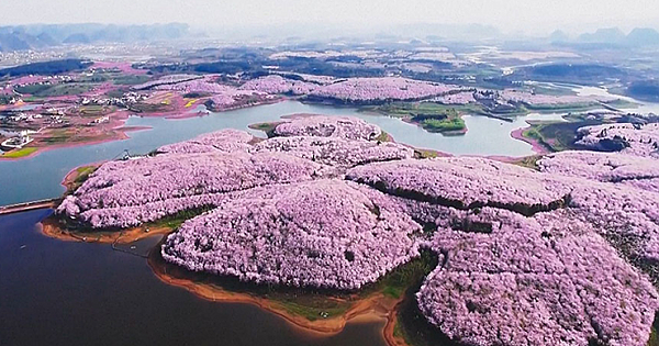 Beautiful Pictures Of Cherry Blossom Season In China