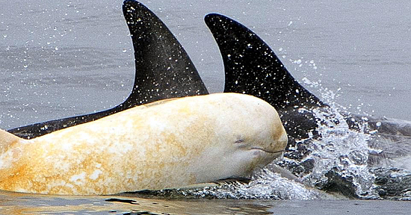Incredibly Rare Albino Risso's Dolphin Spotted Again In Monterey Bay