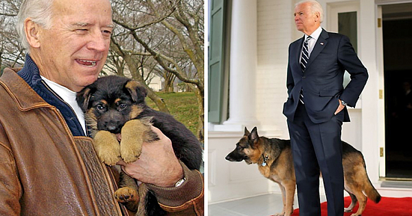 Joe Biden's Dogs Have Twitter And Instagram Accounts And The Content Is Wholesome