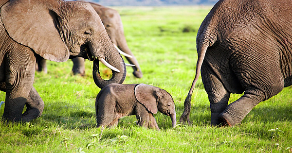 Kenya Is Having an Elephant Baby Boom With Its Population More Than Doubling