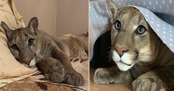 Majestic Puma Rescued From The Zoo Lives As A Spoiled House Cat