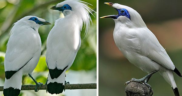Meet Critically-Endangered Bali Starlings, Are So Pretty In White