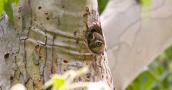 Meet The Tiniest Elf Owl In The World