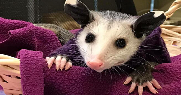 Opossum With Rare Disease Was Saved From Cold Harsh Wilderness And Put Into Nice Warm Sweaters