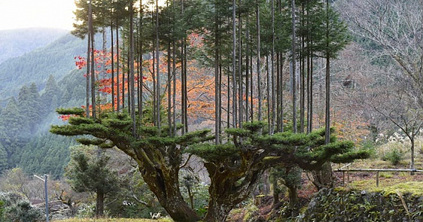 The Ancient 15th Century Japanese Technique For Growing Ultra-Straight Cedar Trees