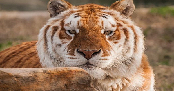 The 'Golden Tiger' Was Seen In Kaziranga. What A Beauty!