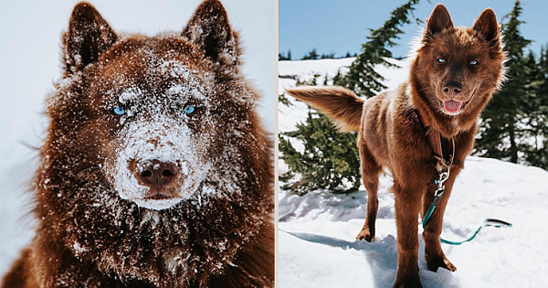 This Rare Chocolate Brown Siberian Husky Is One of the Most Beautiful Dogs on Instagram