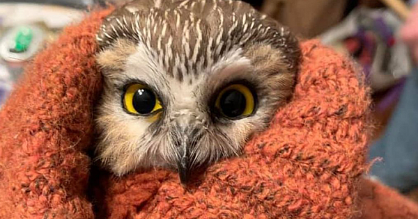Tiny Owl Rescued from Rockefeller Center Christmas Tree