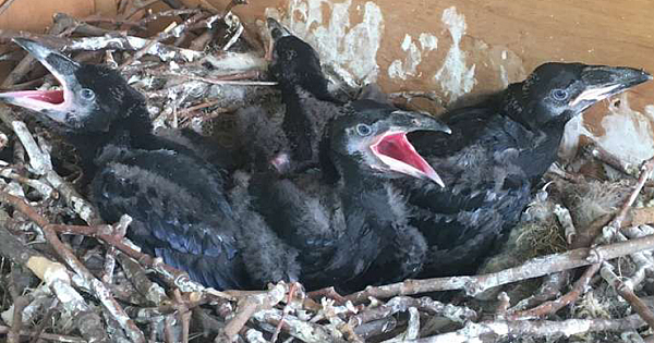 Tower Of London Welcomes Baby Ravens For The First Time In 30 Years