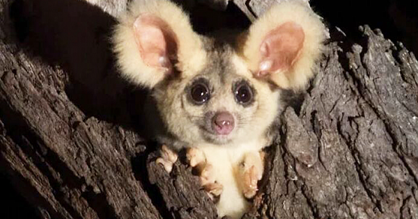 Turns Out, These Adorable Australian Greater Gliders That Can Glide Up To 100 Meters Are Actually 3 Different Species