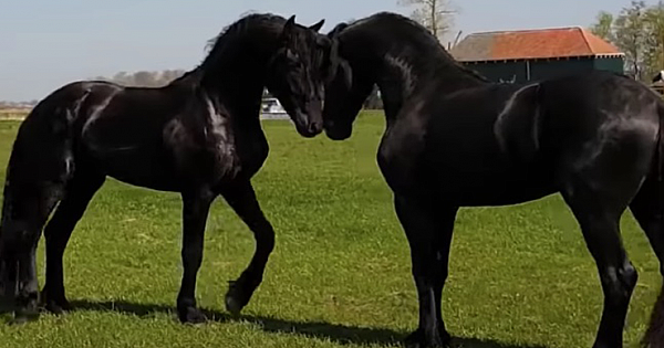 Two Stallions Face-Off Meeting For The First Time