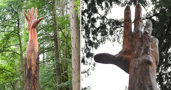 Using Chainsaw, Skilled Artist Transforms A Damaged Tree Into A Hand Reaching For The Sky