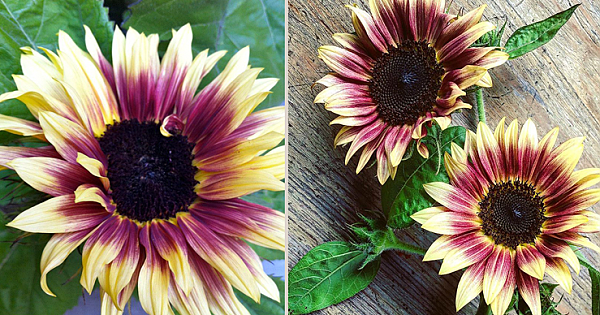 You Can Plant Strawberry Blonde Sunflowers, They&#039;re Undoubtedly Stunning