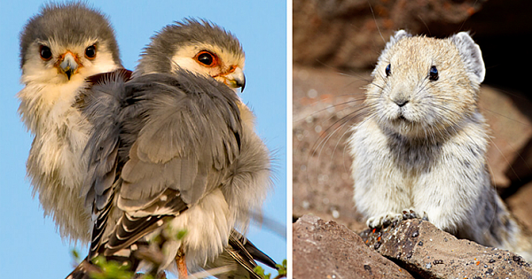 10 Animals We Didn't Know Existed, But They're So Charming We Want To Adopt Them