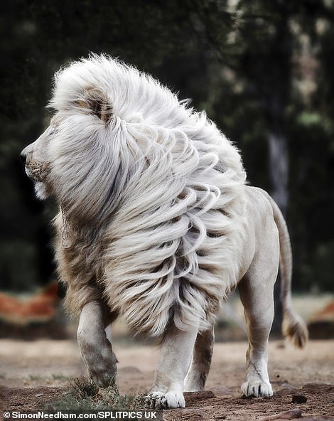 fur real lion